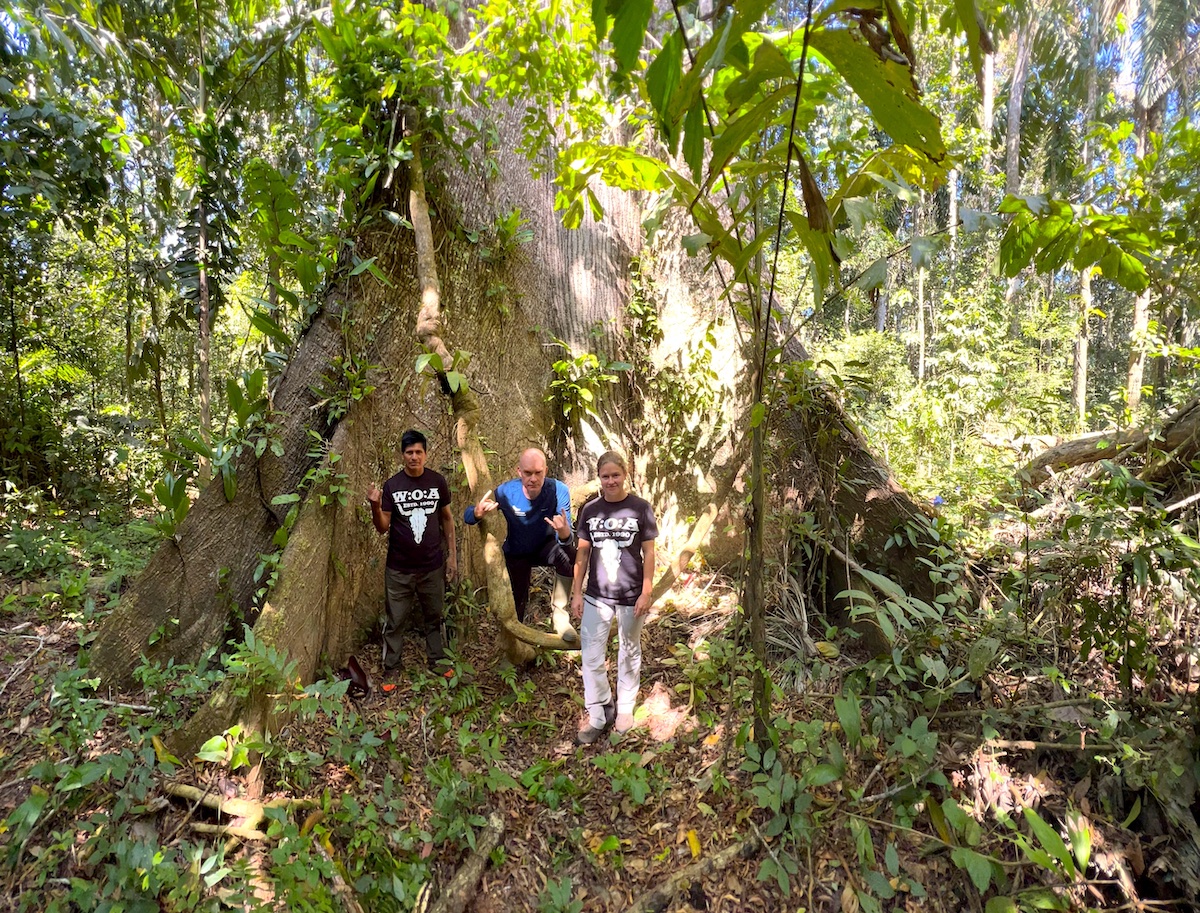 Das Wilderness International Team mit Wacken T-Shirts vor einem riesigen Brettwurzelbaum in Peru.
