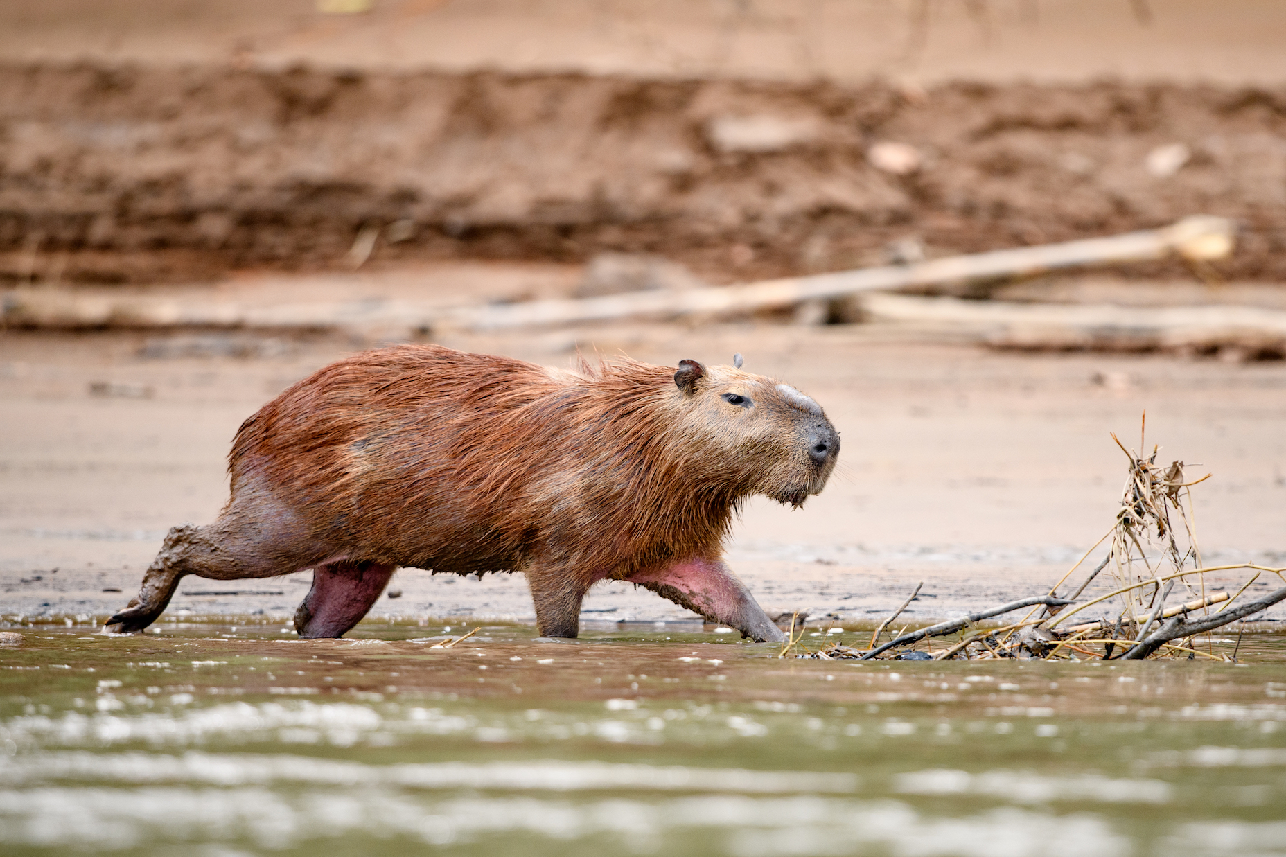 Capybara läuft am Fluss entlang