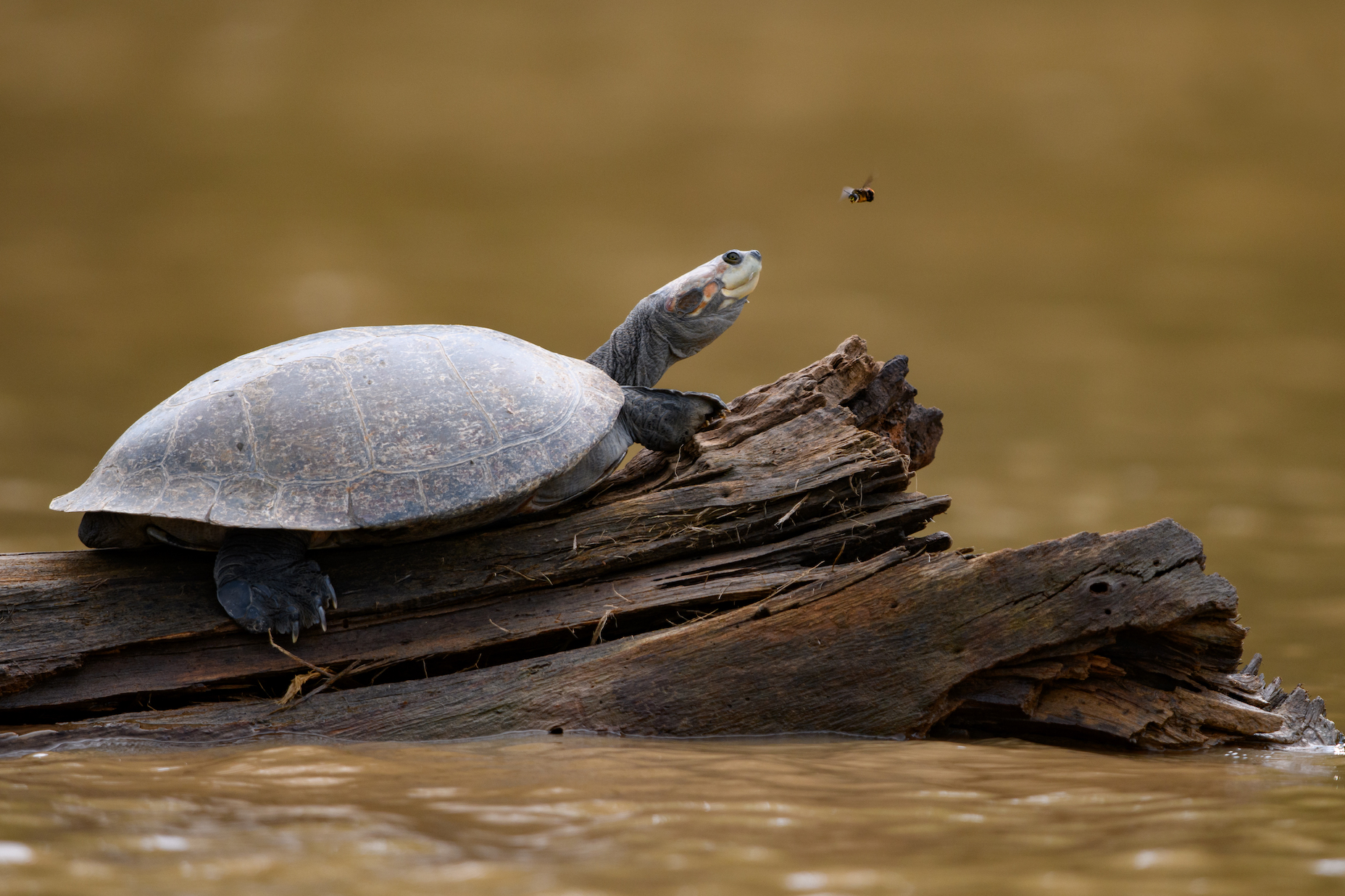 Eine Schildkröte sitzt auf einem Treibholzstamm im Tambopata Fluss und schaut eine Biene an, die über ihrem Kopf fliegt.