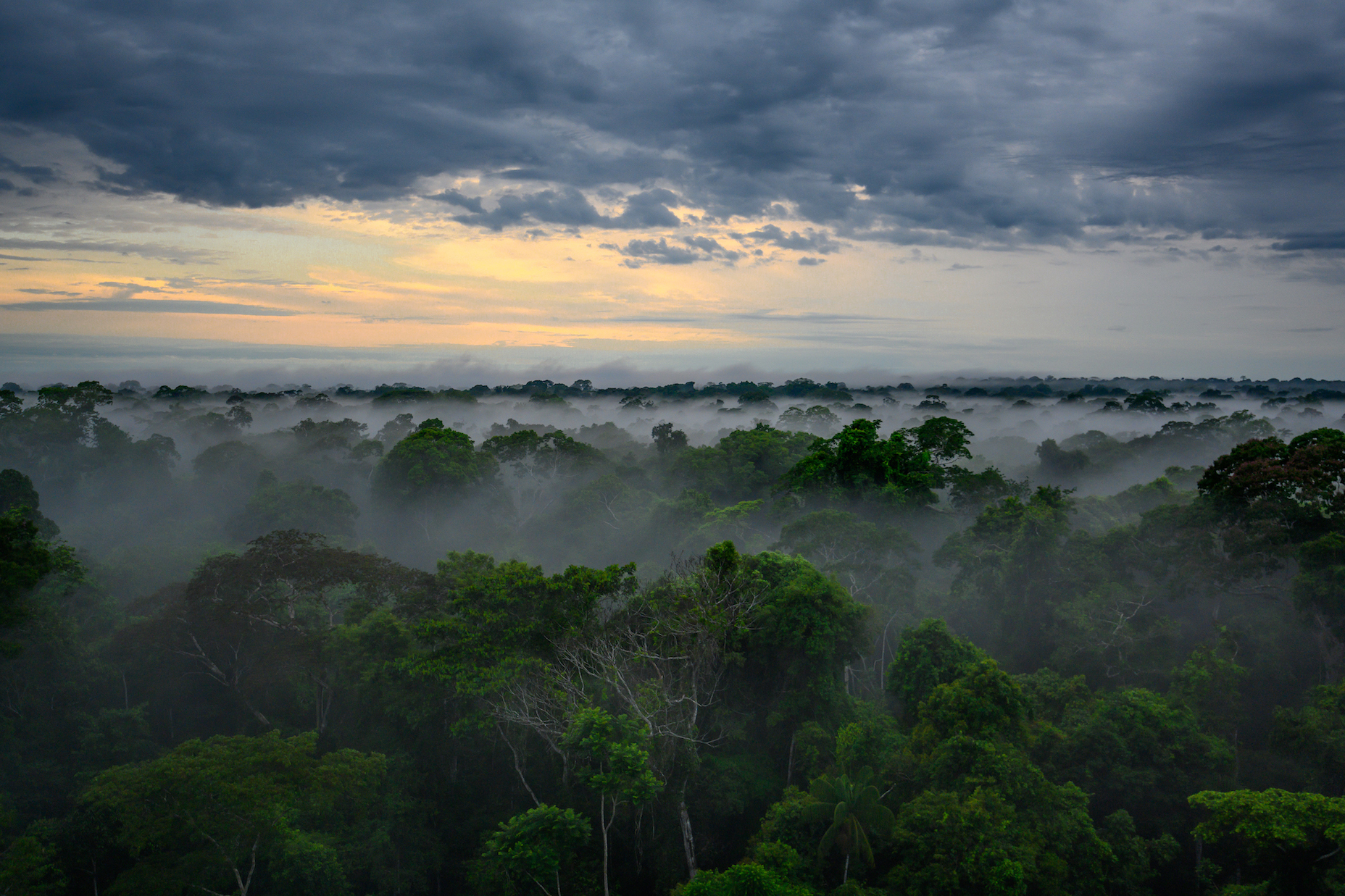 Sonnenuntergang und Nebel über dem Regenwald in Peru in Tambopata, Madre de Dios