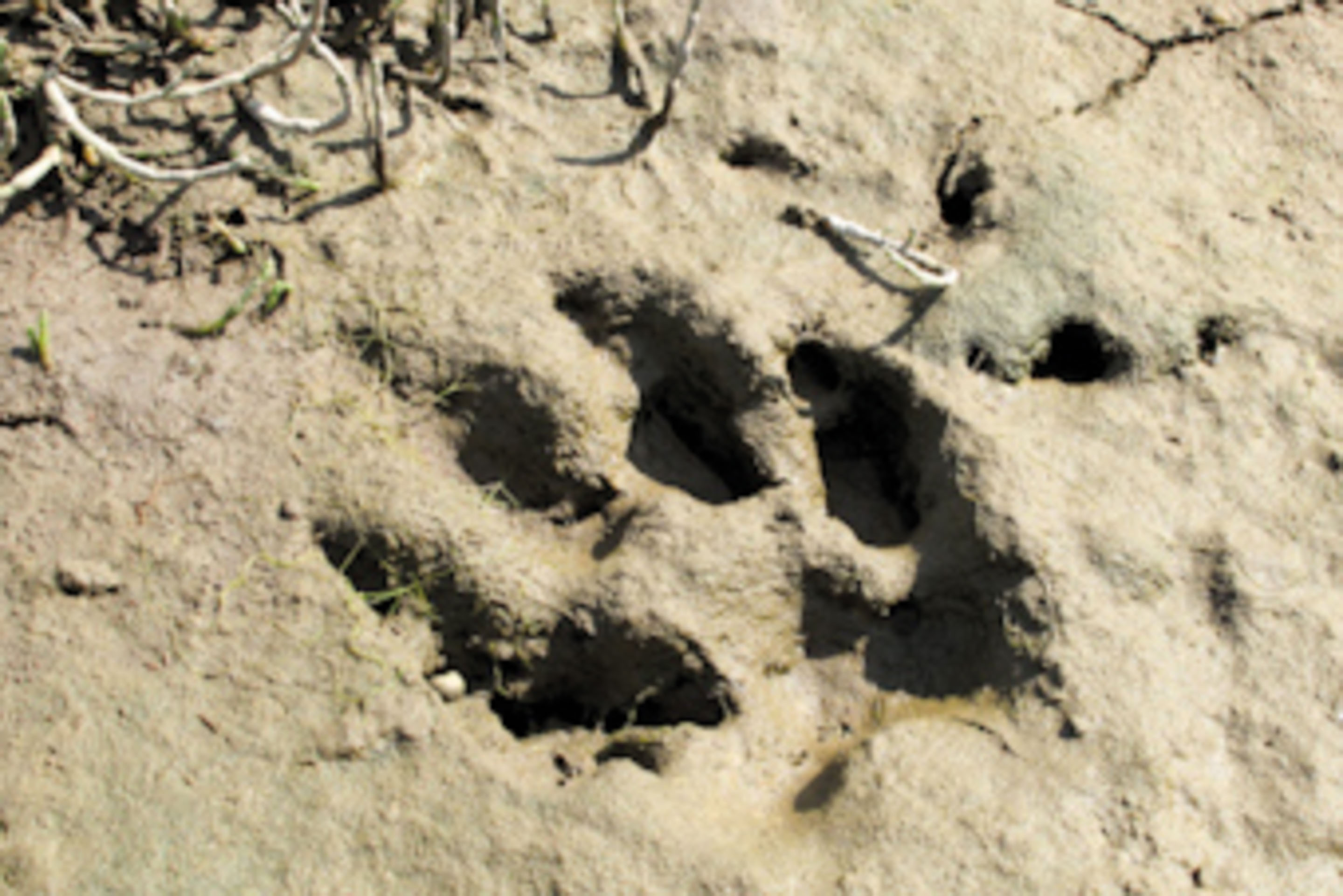 Abdruck einer Wolfspfote im Boden in Kanada auf Vancouver Island 