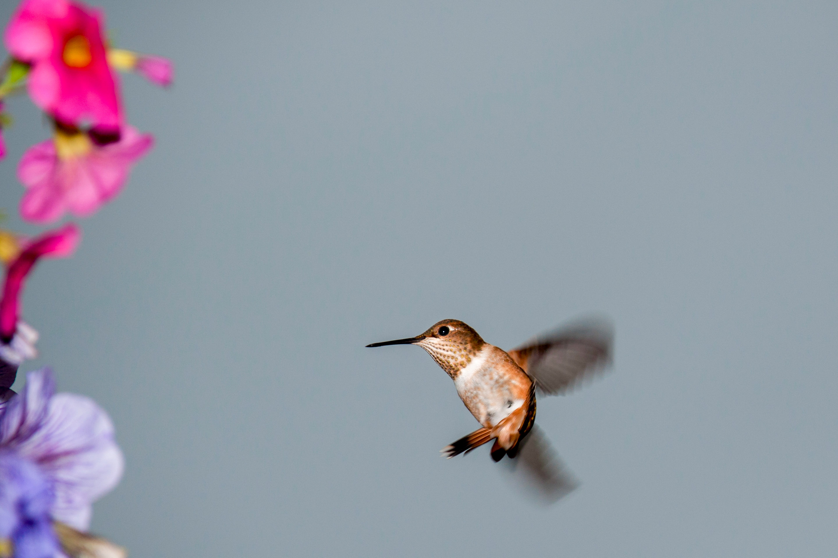 Kolibris leben nur in Sued- und Nordamerika, somit aber auch auf den meisten von Wilderness International geschuetzen Flaechen. 