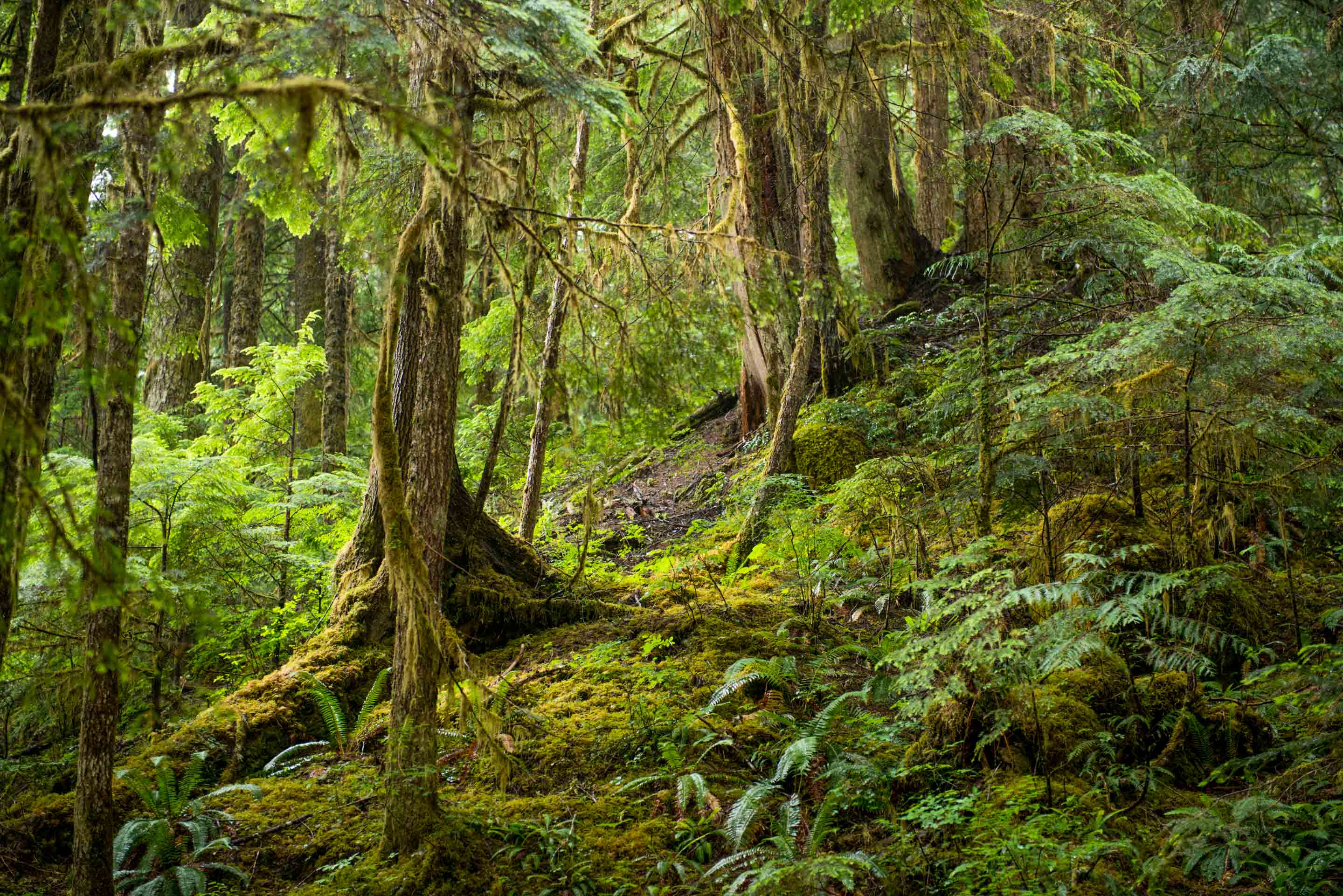 En la costa oeste de Canadá todavía hay bosques templados, una parte de los cuales nuestros donantes protegen junto con nosotros (Wilderness International Foundation). 