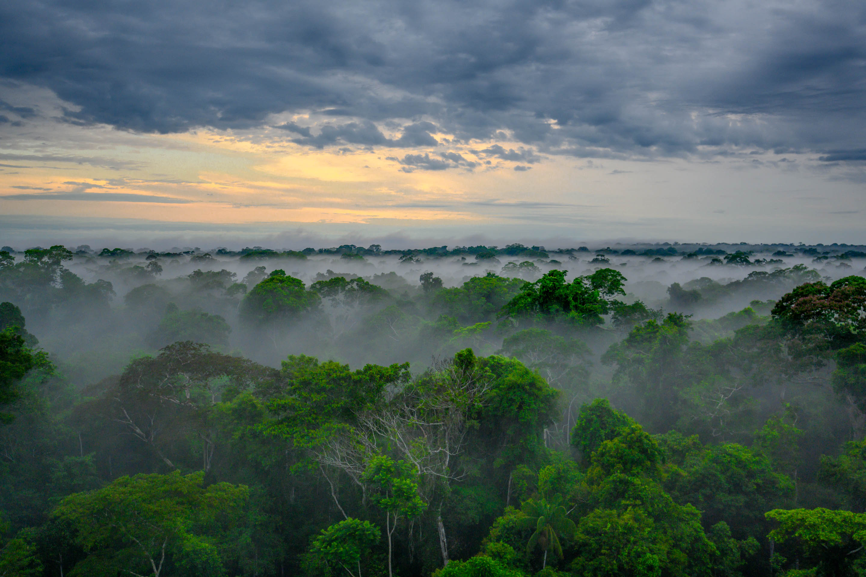Am frühen Morgen liegt häufig noch eine Nebelschwade über den Baumriesen im tropischen Regenwald.